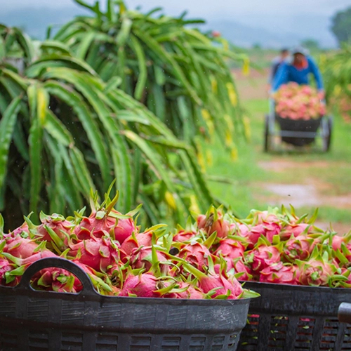 Lifenity Fresh farm produce