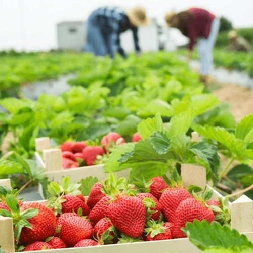 Lifenity Fresh fresh vegetables