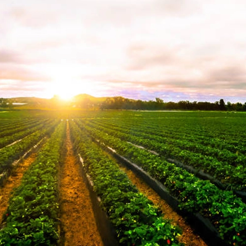 Lifenity Fresh quality produce