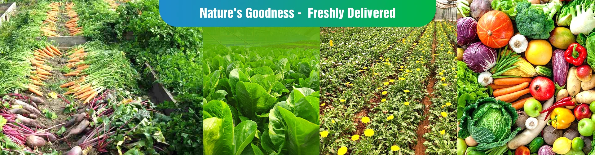 Lifenity Fresh - quality fruits and vegetables in Dubai