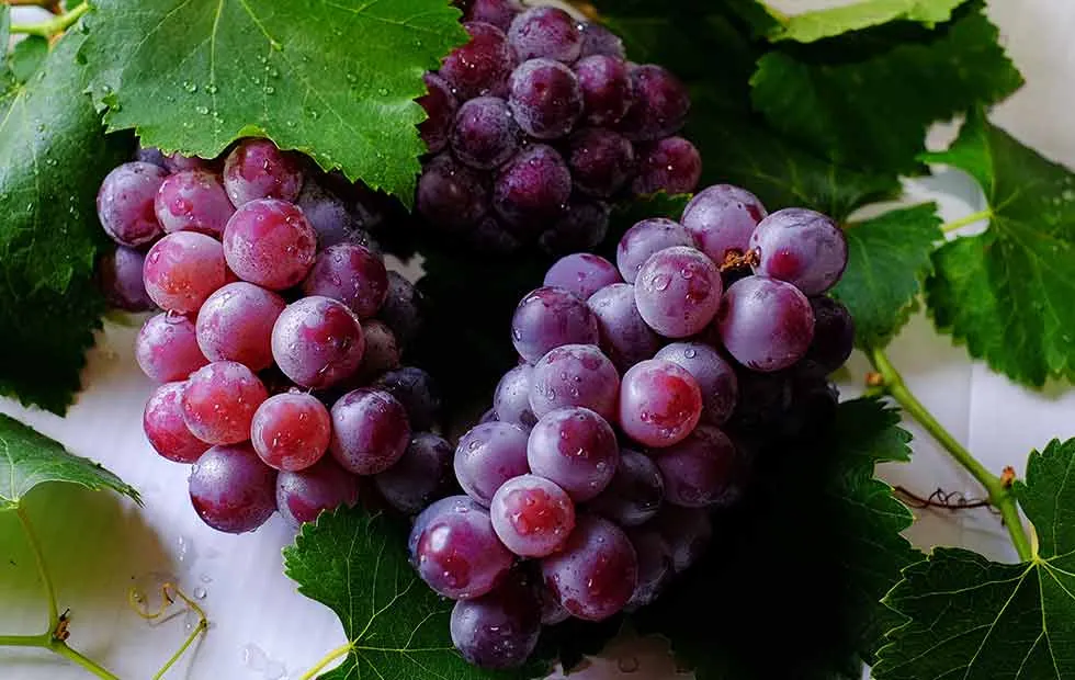 Farm Fresh Fruits & Vegetables