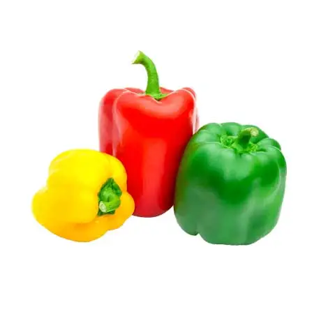 Capsicum
