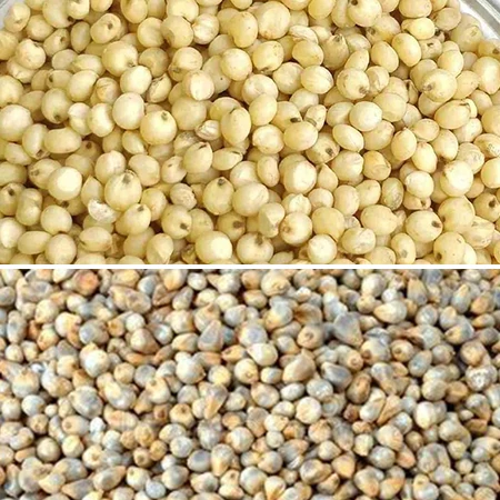 Organic Millets